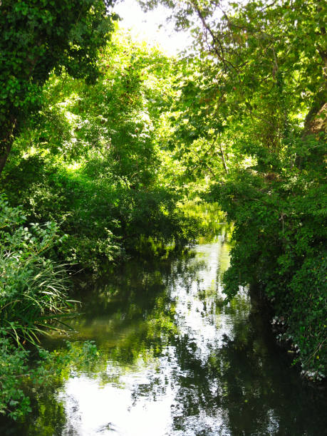 istock Lush Green Soul 909268962