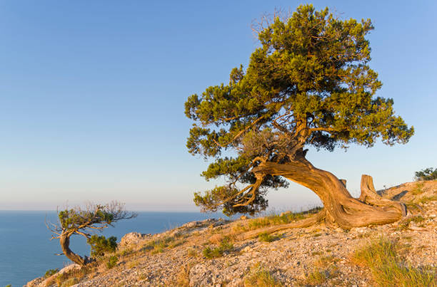 Relict junipers illuminated by the morning sun on the slope of the mountain above the sea. Relict junipers (Juniperus excelsa), illuminated by the morning sun, on the slope of the mountain above the sea. Karaul-Oba, Novyy Svet, Crimea. juniperus excelsa stock pictures, royalty-free photos & images