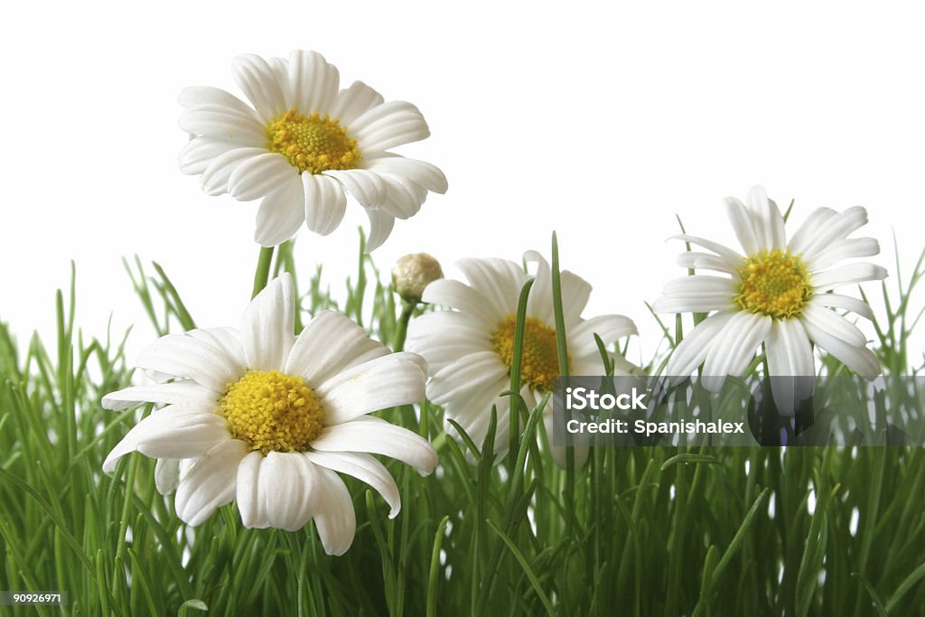 Daisy Field Makro - Lizenzfrei Blume Stock-Foto