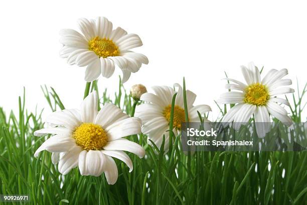 Daisy Campo Macro - Fotografias de stock e mais imagens de Amarelo - Amarelo, Branco, Cabeça de Flor