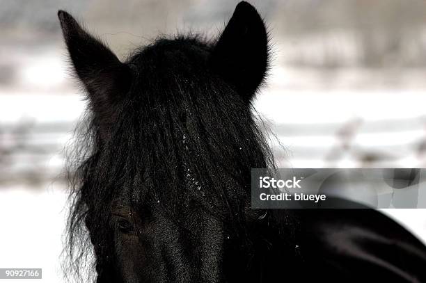 Photo libre de droit de Prince Dobscurité banque d'images et plus d'images libres de droit de Animal mâle - Animal mâle, Cheval, Couleur noire