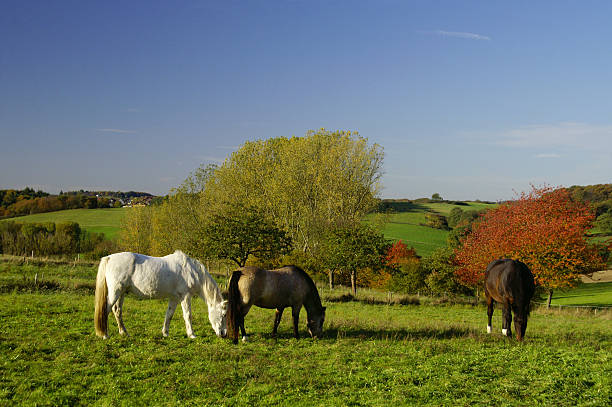 cavalos na frente da paisagem de outono - leafes autumn grass nature imagens e fotografias de stock