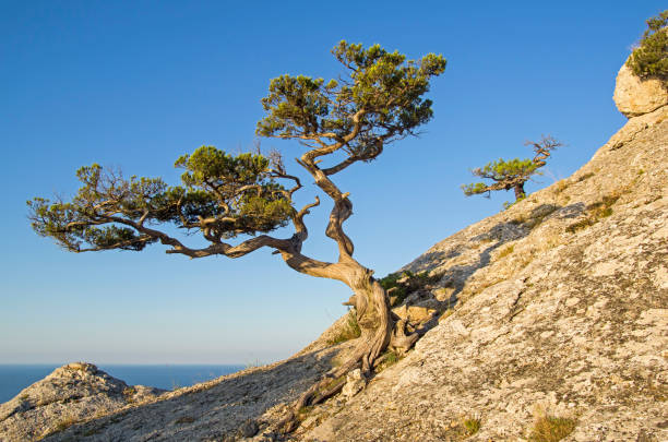 Relict juniper against a cloudless sky. Relict juniper (Juniperus excelsa) against a cloudless sky. Top of Karaul-Oba, Novyy Svet, Crimea. juniperus excelsa stock pictures, royalty-free photos & images