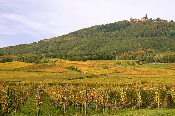 autunno panoramica in alsazia - koenigsburg foto e immagini stock