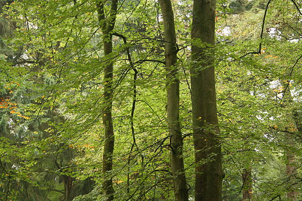 Forest1 stock photo