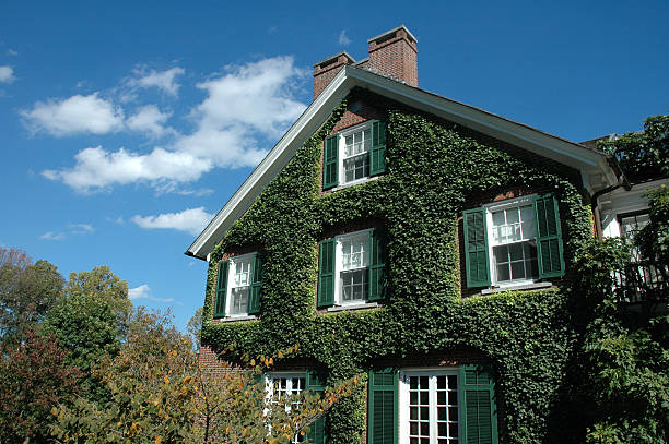 Ivy-Covered House stock photo
