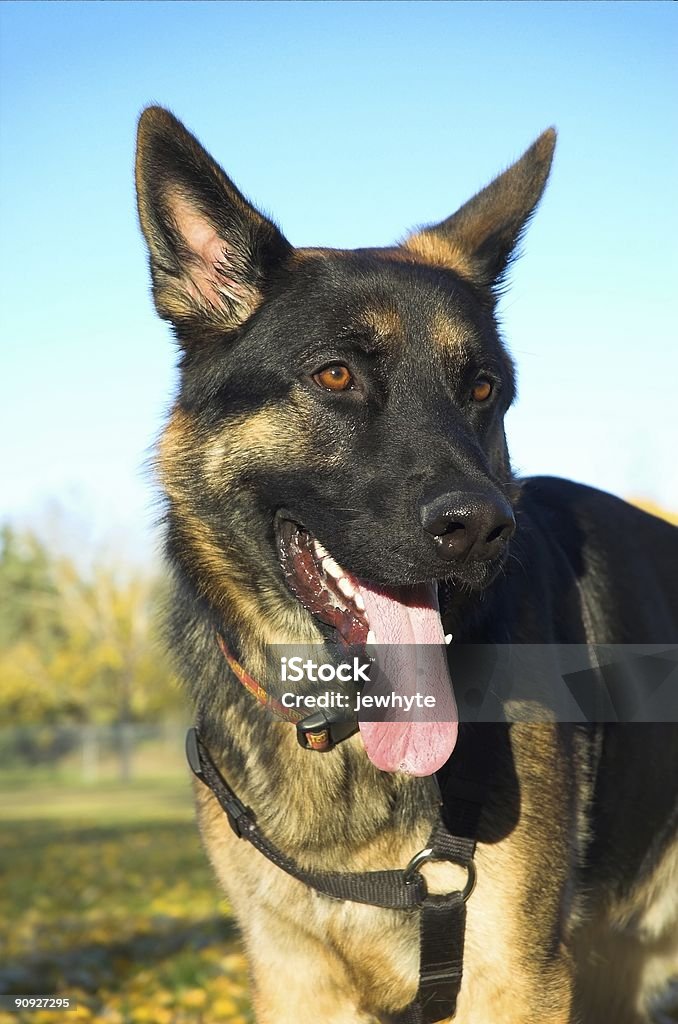 Cão Pastor Alemão - Foto de stock de Alemanha royalty-free