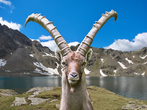 Capricorn in the high mountains