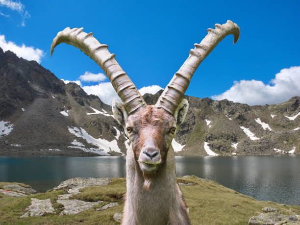 Capricorn in the Alps Capricorn in the high mountains capricorn photos stock pictures, royalty-free photos & images