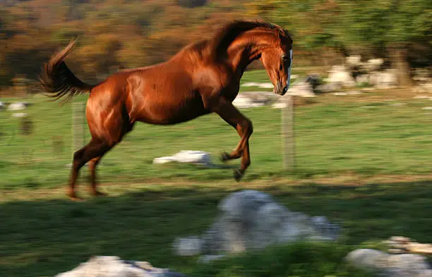 english racing horse running free, intentional blur