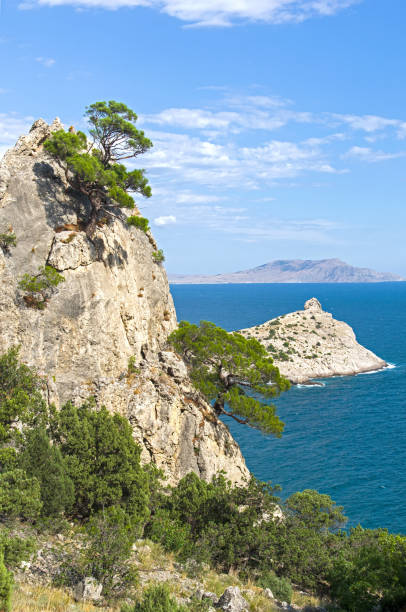 istock Relict pines and junipers on the coastal rocks. 909276304
