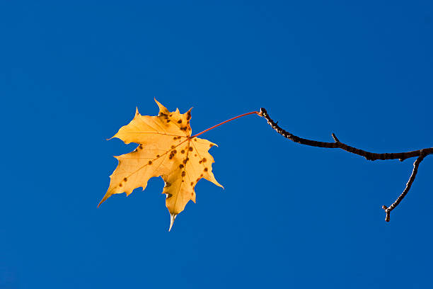 Leaf on branch stock photo