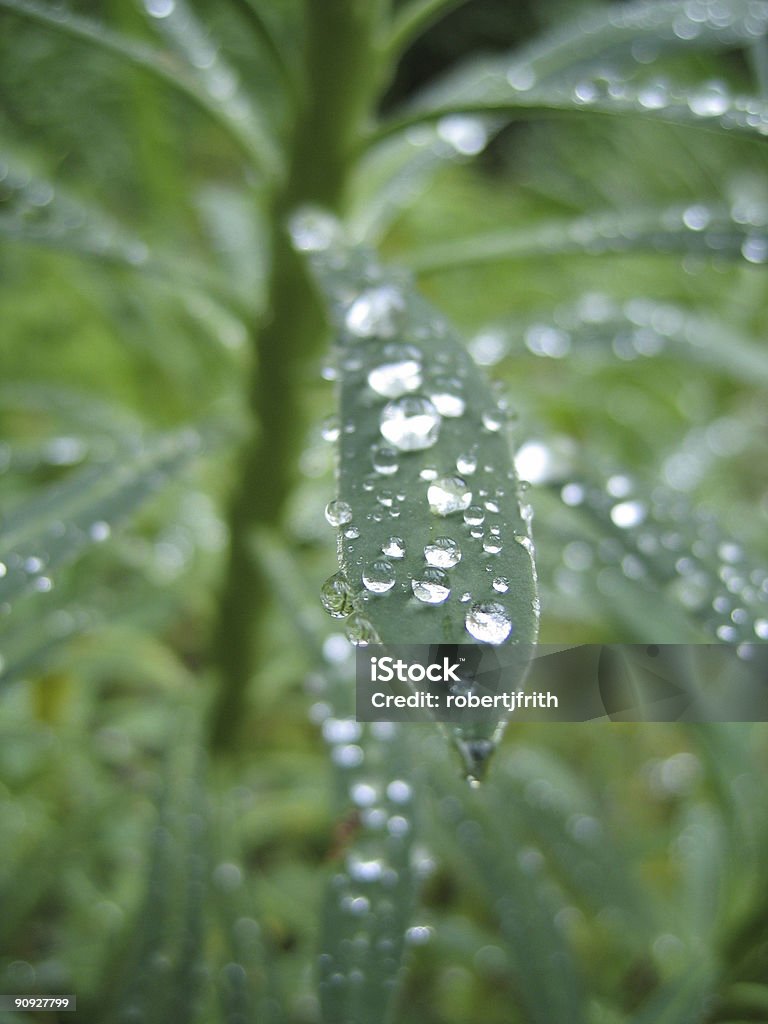 물 방울 on 잎 - 로열티 프리 0명 스톡 사진