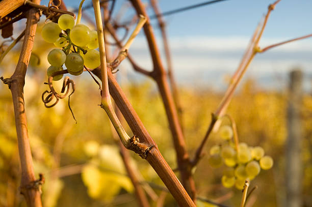 Vineyards with grapes stock photo