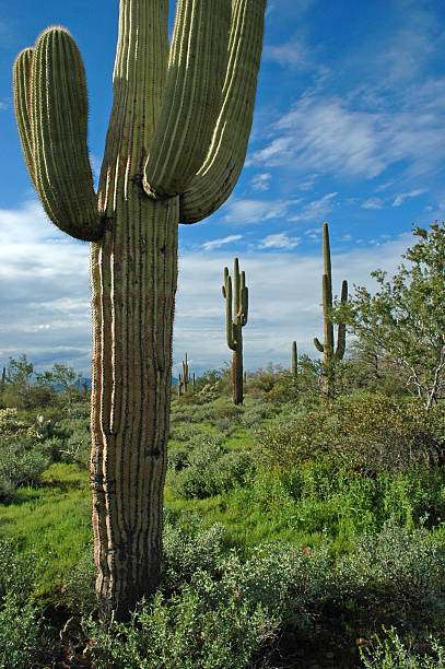 istock Saguaro cactus in desert 90927836