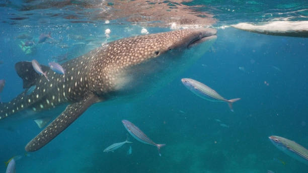 istock Whale Shark in ocean 909279304