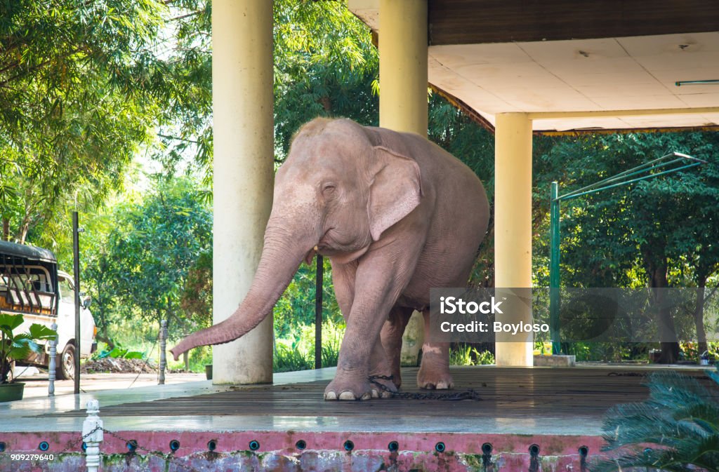 The Royal White Elephant In Hsin Hpyu Daw Park Of Yangon Stock Photo -  Download Image Now - iStock