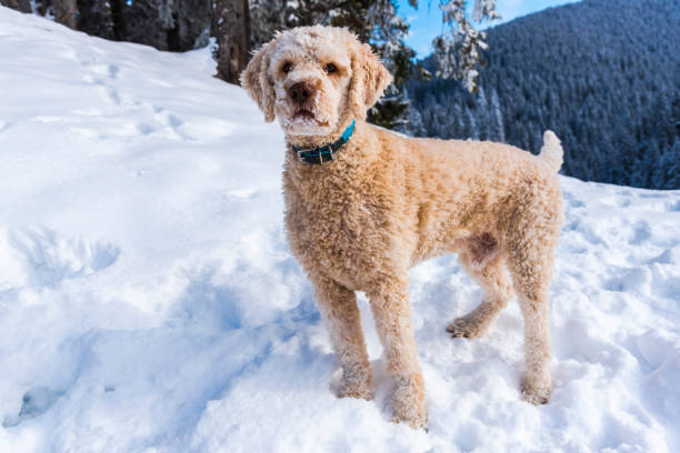istock Dog playing in the snow 909279814