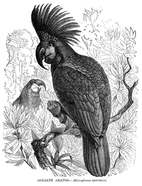 Goliath Aratoo - Scanned 1885 Engraving