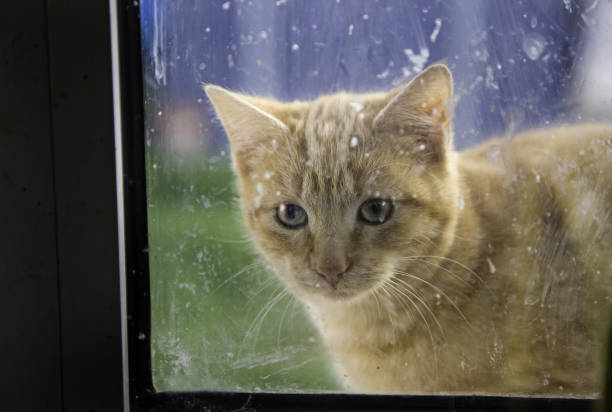 istock Abandoned street cats 909283578