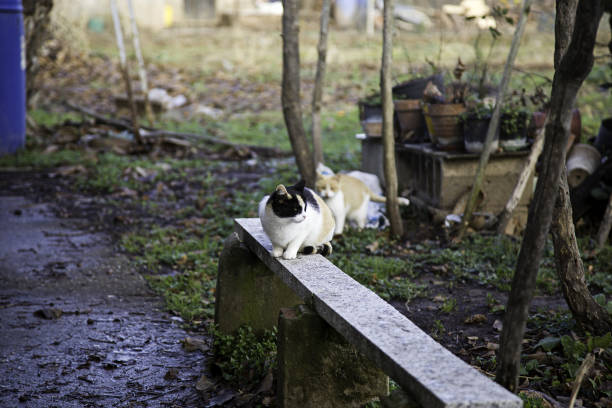 istock Abandoned street cats 909283602