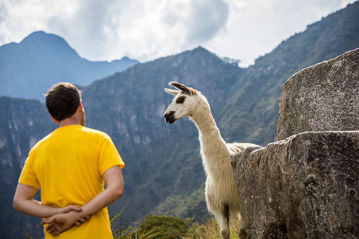 Curious llama checking out male tourist at Machu Picchu.