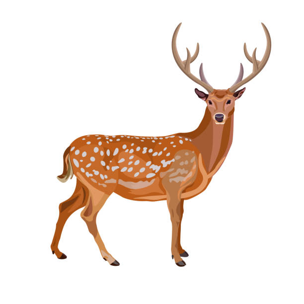 Fallow Deer Buck Stock Illustration - Download Image Now - White-Tailed Deer,  Cut Out, Sika Deer - iStock