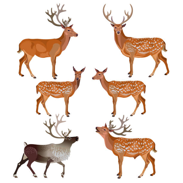 sammlung von hirsch - stag deer doe cartoon stock-grafiken, -clipart, -cartoons und -symbole