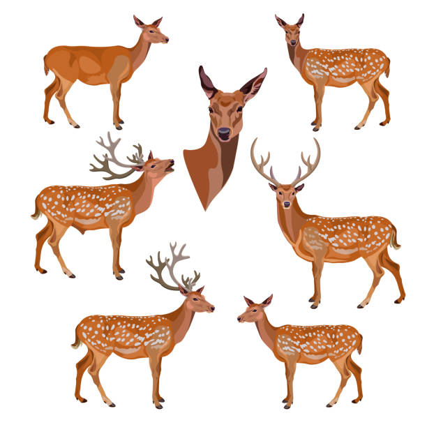 Collection of deer Collection of deer isolated on white background. Vector illustration cartoon characters with big heads stock illustrations
