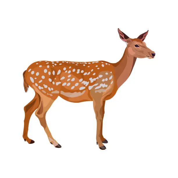 Vector illustration of Fallow deer vector