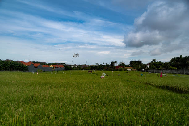 Rice Field stock photo