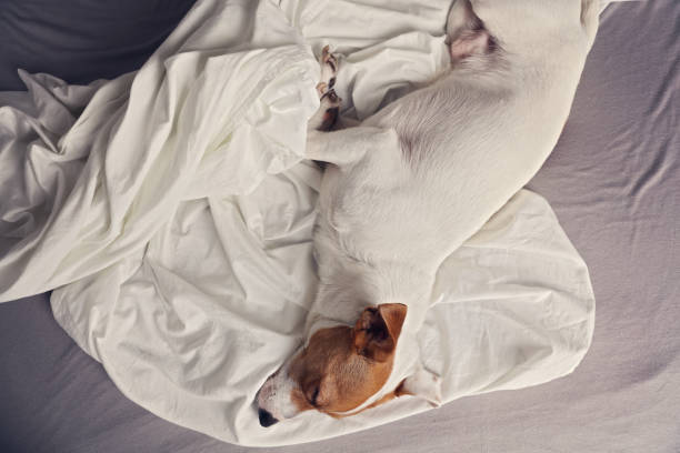 istock Cute dog comfortable sleeping on bed. Scandinavian style, hygge, cozy concept. 909287908