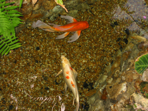 Japan Golden Fancy carps and koi fishes in the pond. Popular pets for relaxation and feng shui meaning. Popular pets among people. Asians love to raise it for good fortune.
