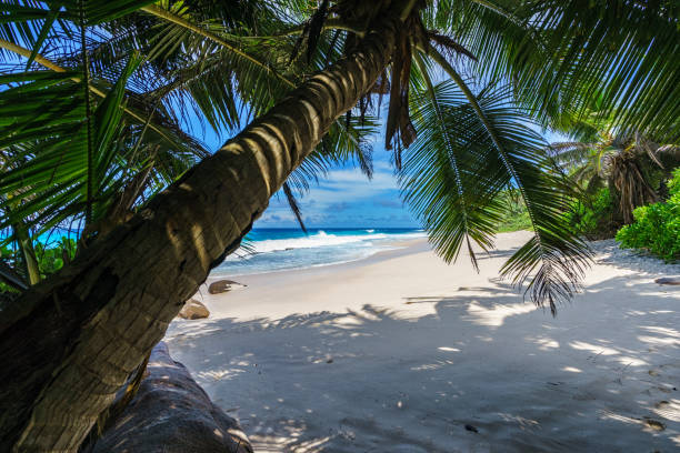 istock beautiful paradise beach, anse bazarca, seychelles 6 909288354