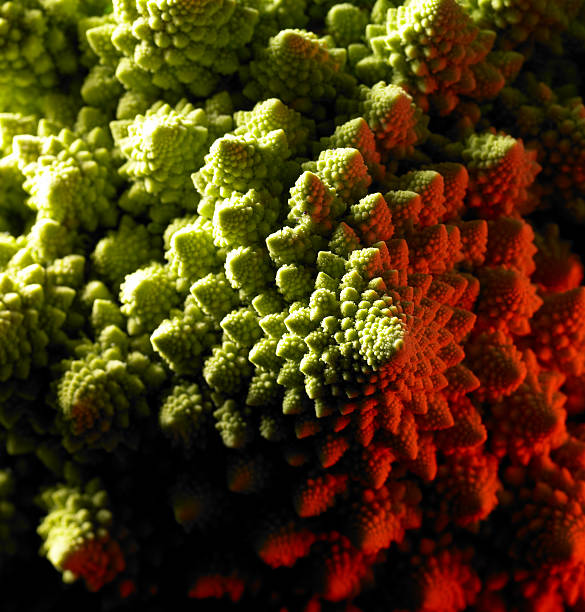 romanesco cauliflower abstract full frame studio shot of a romanesco cauliflower closeup floodlit with red light vermehrung stock pictures, royalty-free photos & images