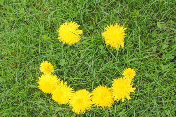 istock Smiling yellow dandelions on a green grass background. 909290940
