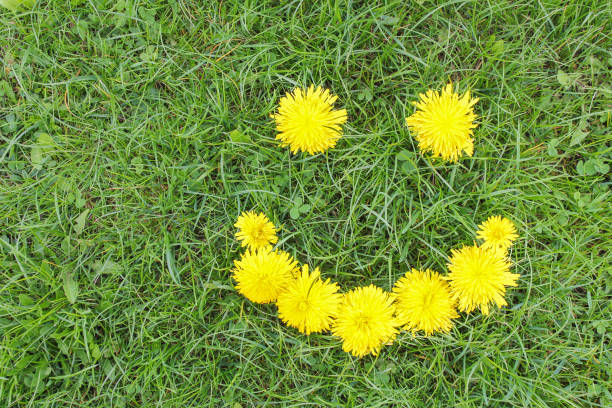 istock Smiling yellow dandelions on a green grass background. 909291008