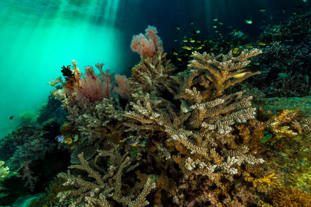 красивый коралловый сад и богатая рыбная жизнь на темной стороне рифа, молуккские острова, индонезия - yellowback fusilier стоковые фото и изображения