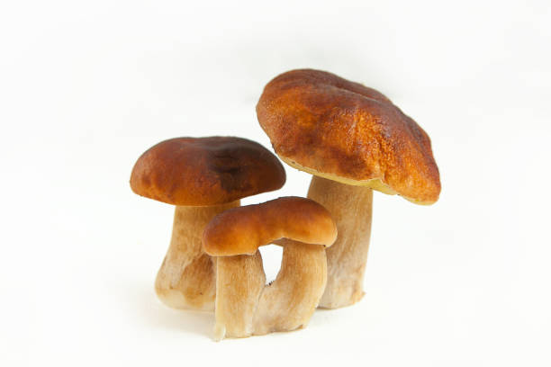 porcini mushrooms on a plate on a White background