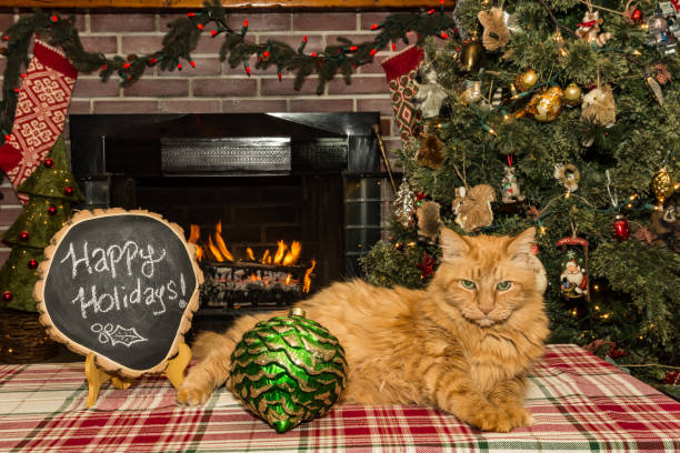istock Cat relaxing by the Christmas Tree 909295118