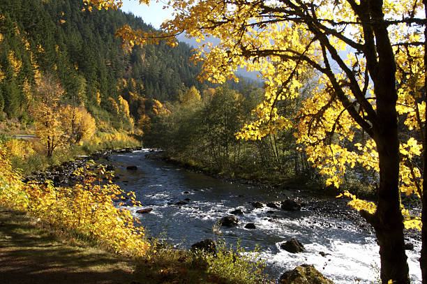 istock Fall Colors in Olympic National Park 90929531