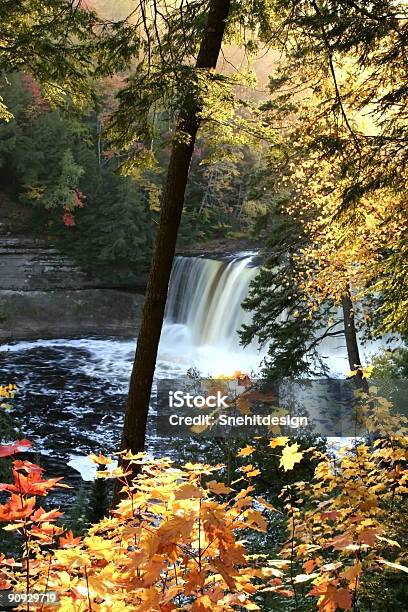 Tahquamenon Falls - zdjęcia stockowe i więcej obrazów Bez ludzi - Bez ludzi, Drzewo, Fotografika