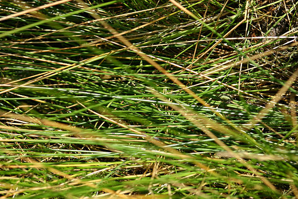 Rana verde en miniatura - foto de stock