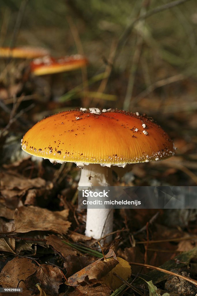 Poleć Gąska (Amanita Muscaria - Zbiór zdjęć royalty-free (Amanita parcivolvata)