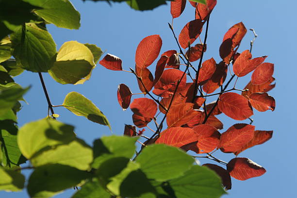 Green And Red Leaves stock photo
