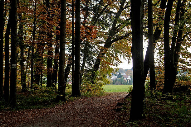 Village behind autumn forest stock photo