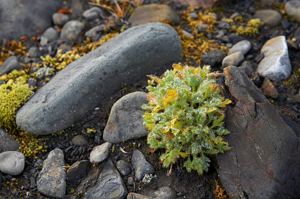 Starke Pflanzen in der Arktis – Foto