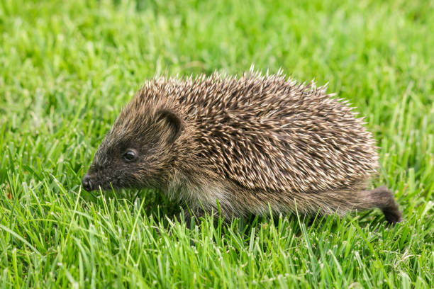 istock baby hedgehog foraging for food on grass 909299306