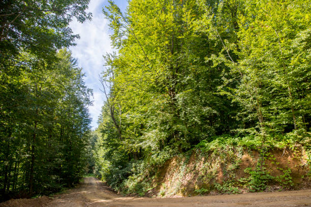 istock Duzce Turkey Black Sea Mountains 909299588