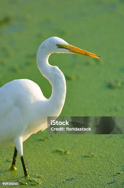 Foto de Grande Garça Branca Wades Em Wetland e mais fotos de stock de Branco - Branco, Estados da Costa do Golfo, Estupefação